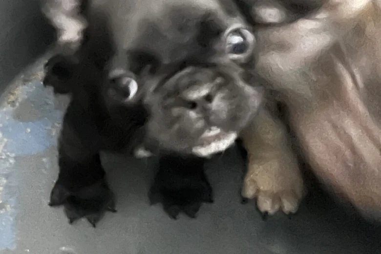 French Bulldog