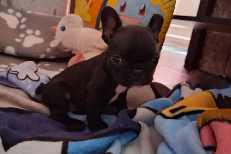 French Bulldog