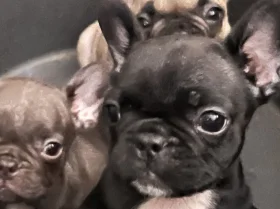French Bulldog