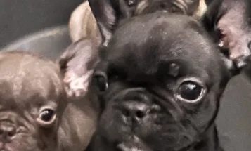 French Bulldog