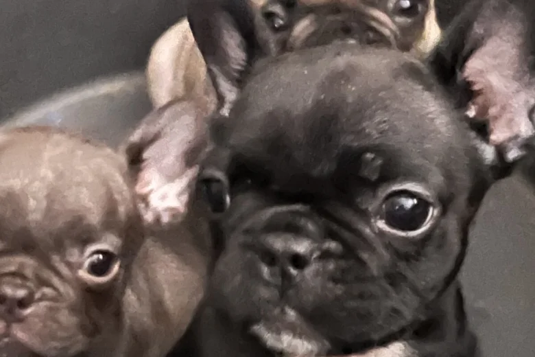 French Bulldog