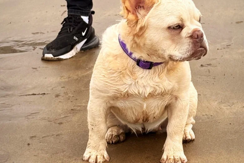 French Bulldog