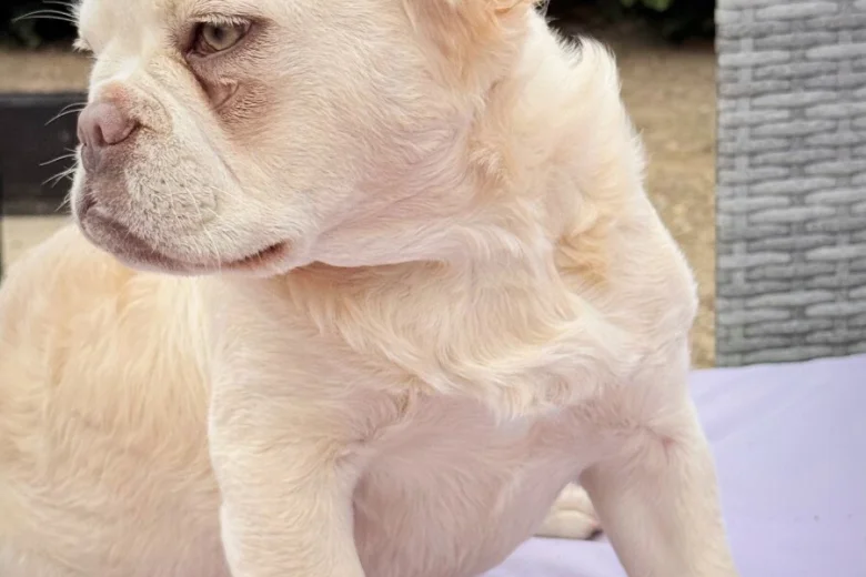 French Bulldog