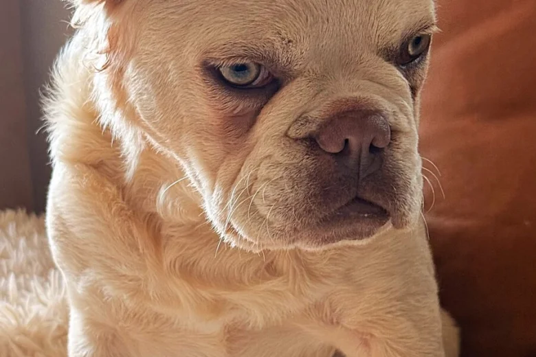 French Bulldog