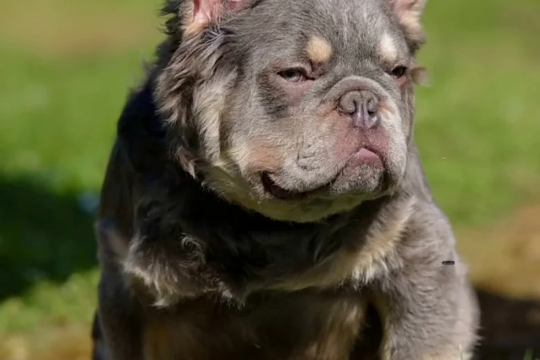 French Bulldog