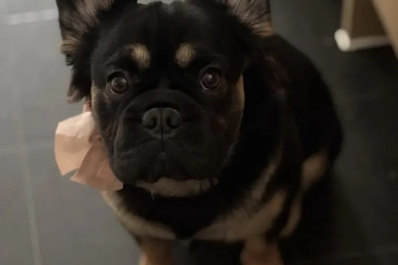 French Bulldog