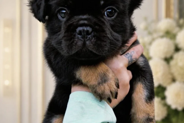 French Bulldog