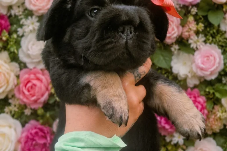 French Bulldog