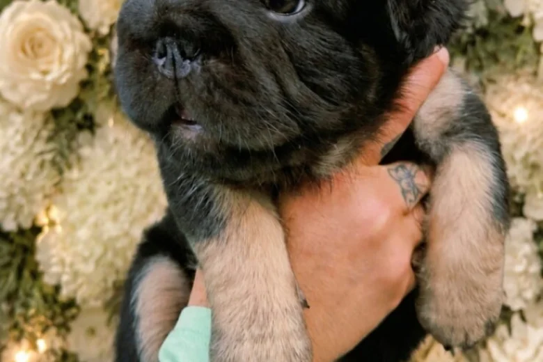 French Bulldog