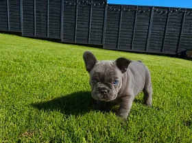 French Bulldog