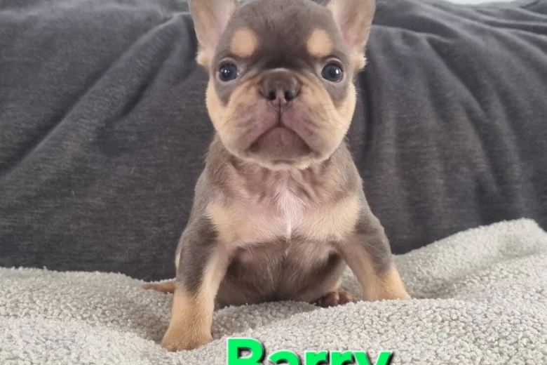 French Bulldog
