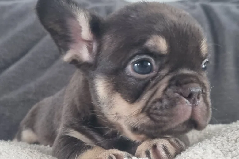 French Bulldog