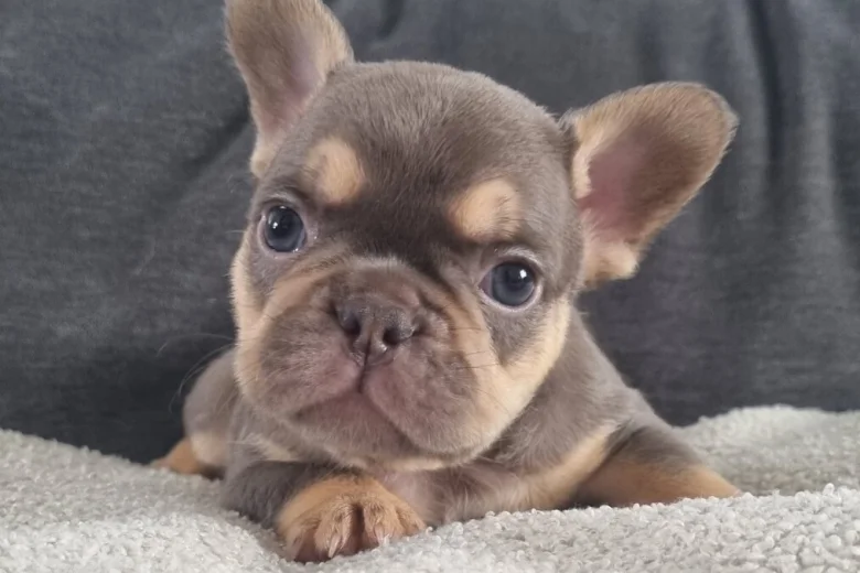 French Bulldog