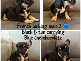 French Bulldog