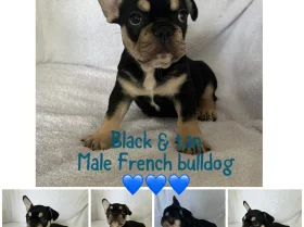 French Bulldog