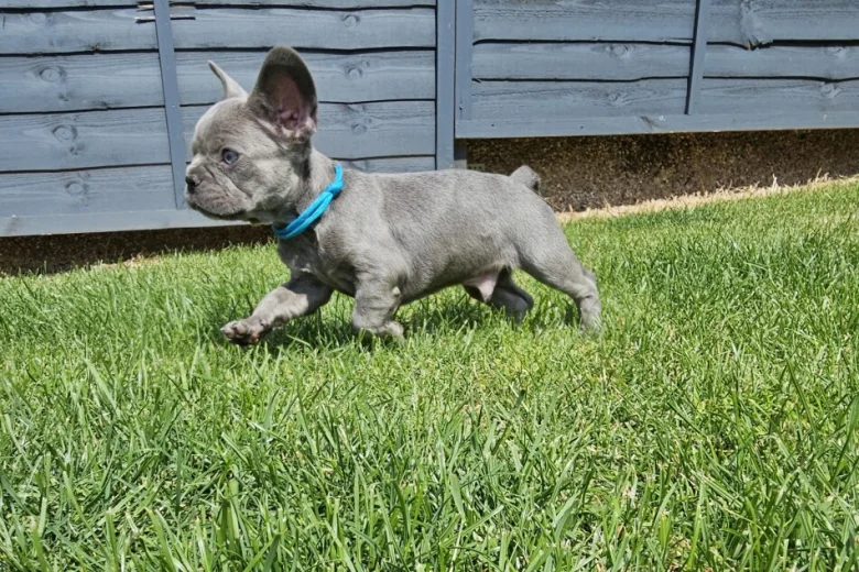 French Bulldog