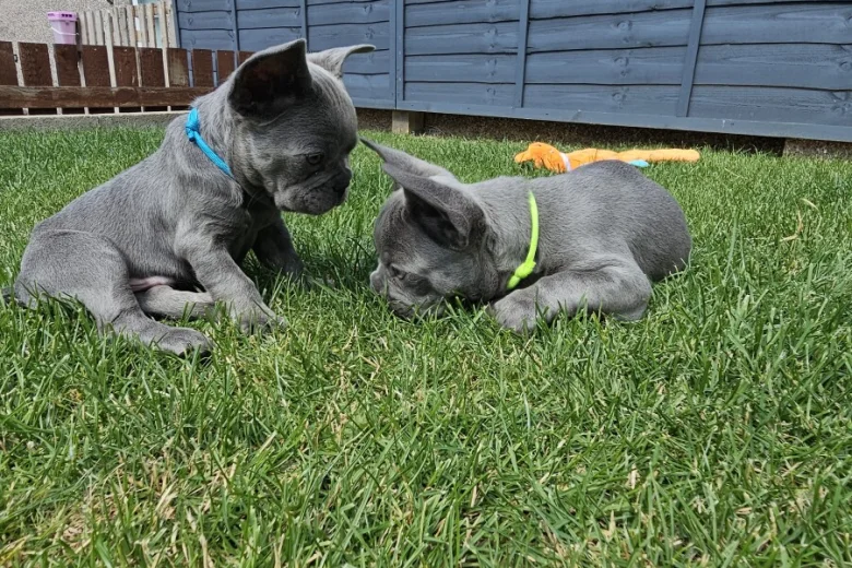 French Bulldog