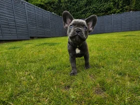 French Bulldog