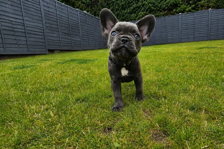 French Bulldog