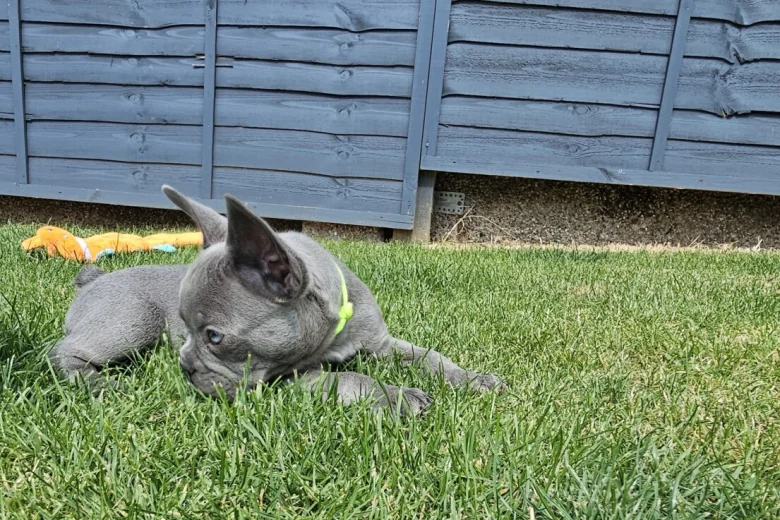 French Bulldog