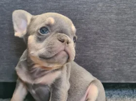French Bulldog