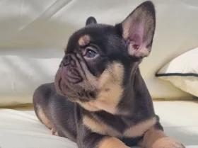 French Bulldog