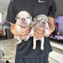 French Bulldog