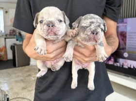 French Bulldog