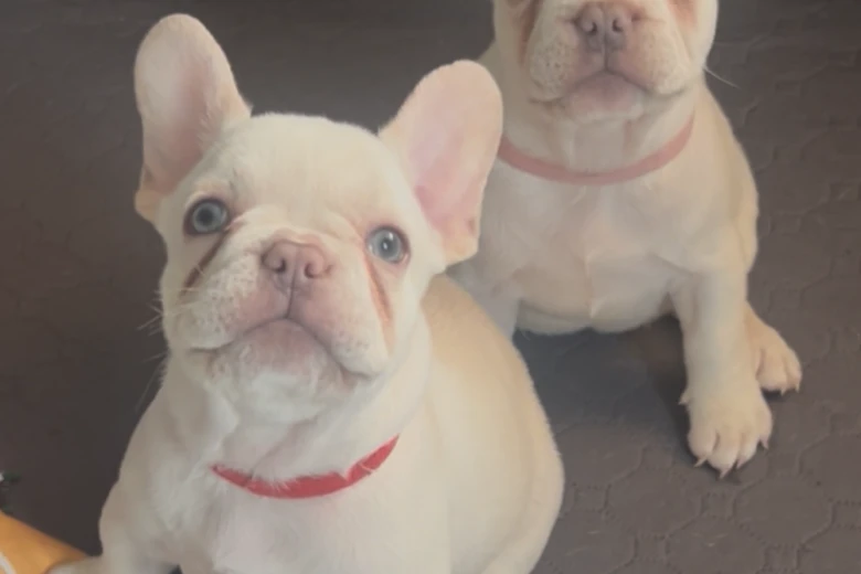 French Bulldog