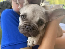 French Bulldog