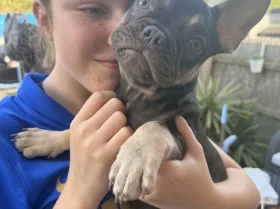French Bulldog