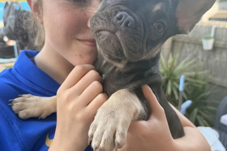 French Bulldog