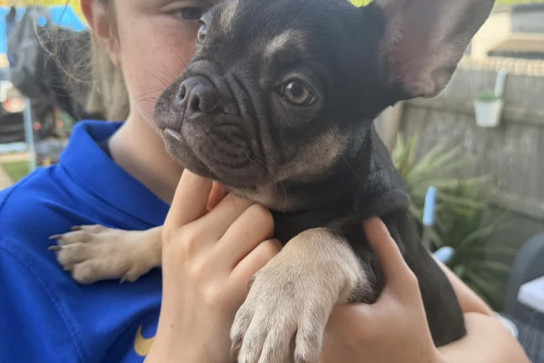 French Bulldog