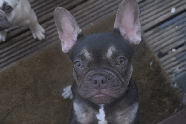 French Bulldog