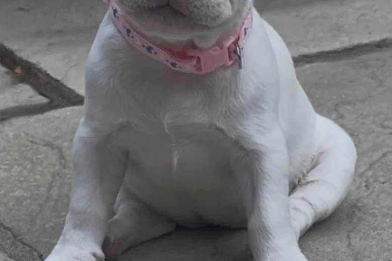 French Bulldog
