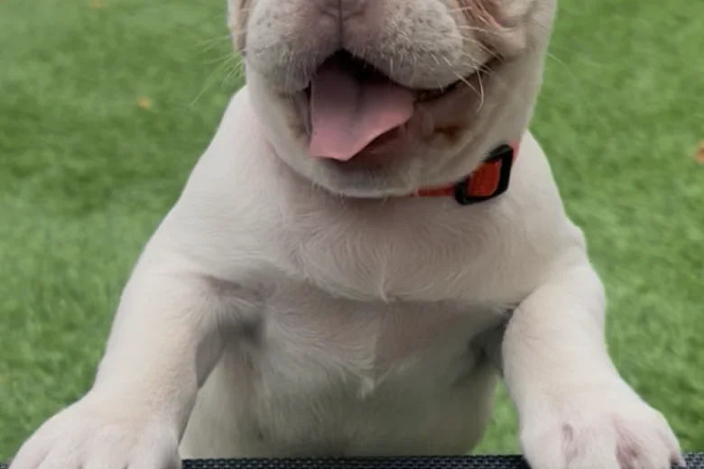 French Bulldog
