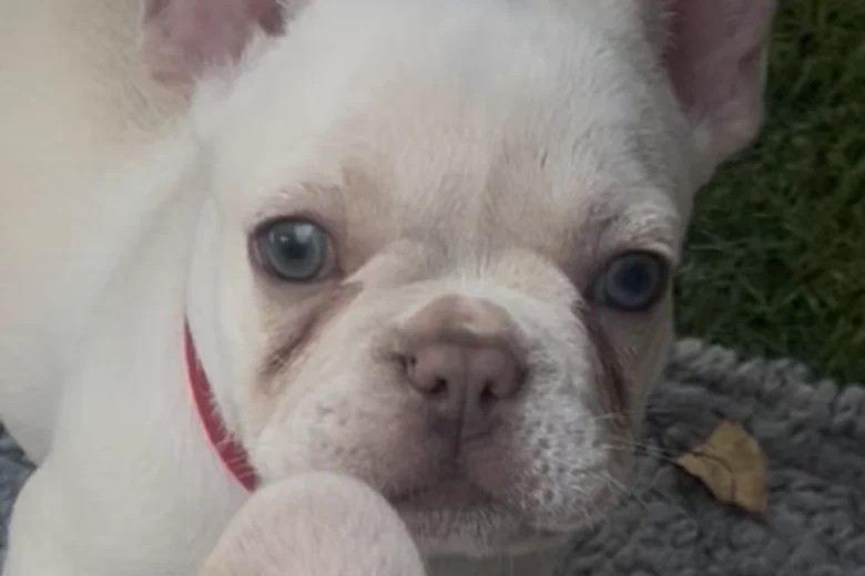 French Bulldog