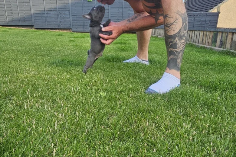 French Bulldog