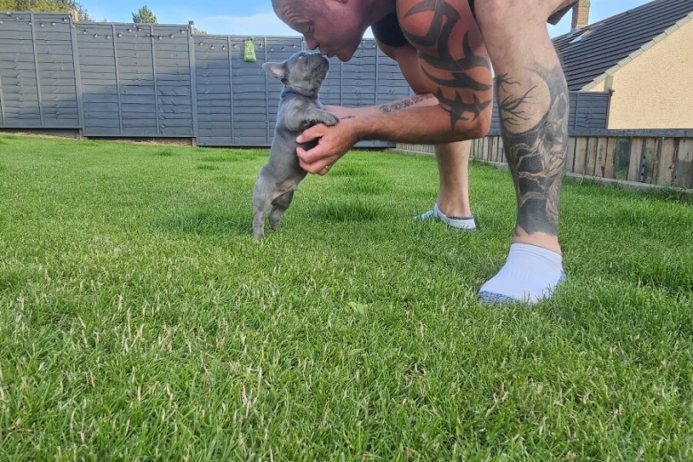 French Bulldog