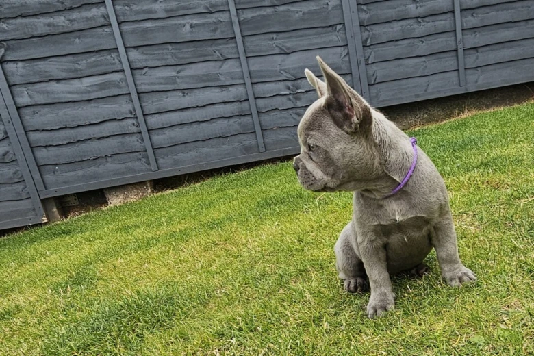 French Bulldog