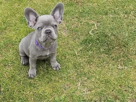 French Bulldog