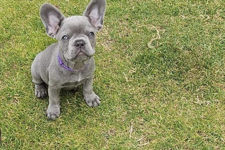 French Bulldog