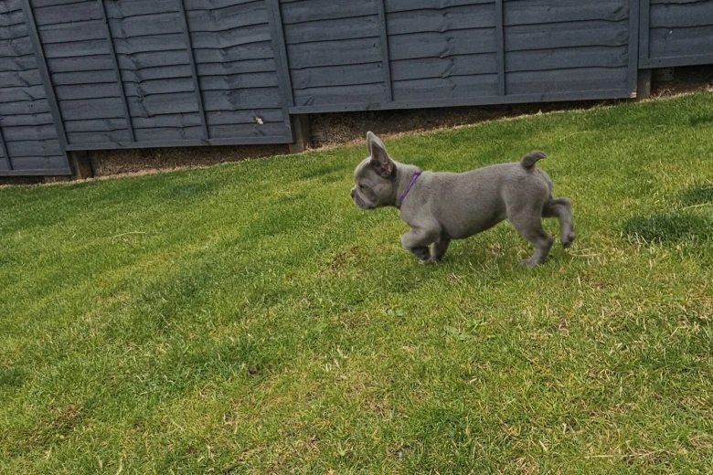 French Bulldog