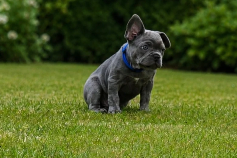 French Bulldog
