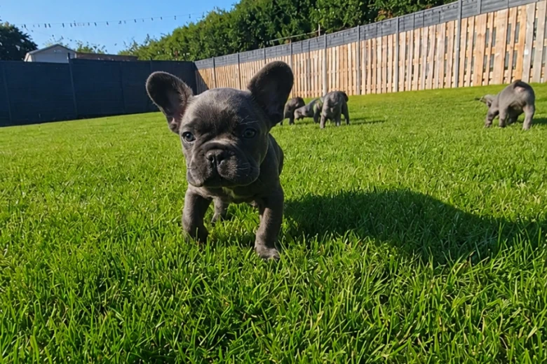 French Bulldog