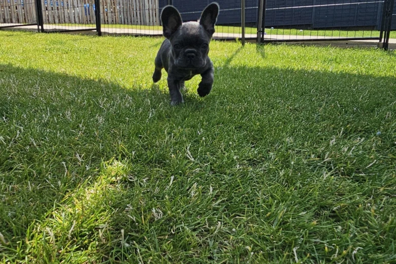 French Bulldog