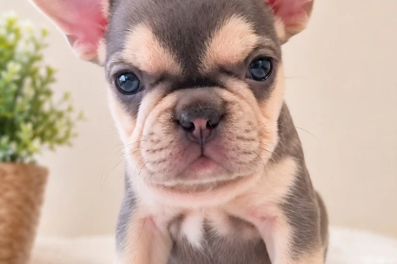 French Bulldog