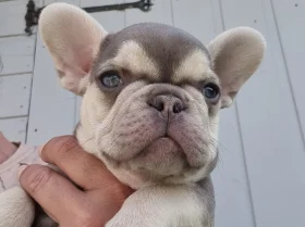 French Bulldog