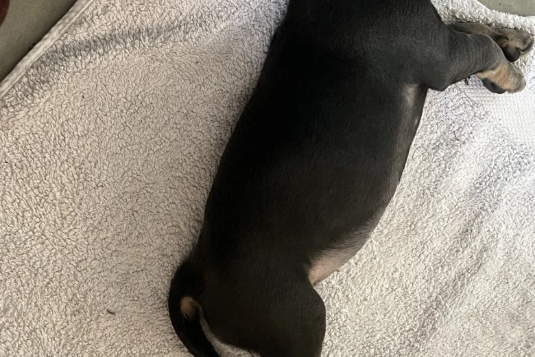 French Bulldog