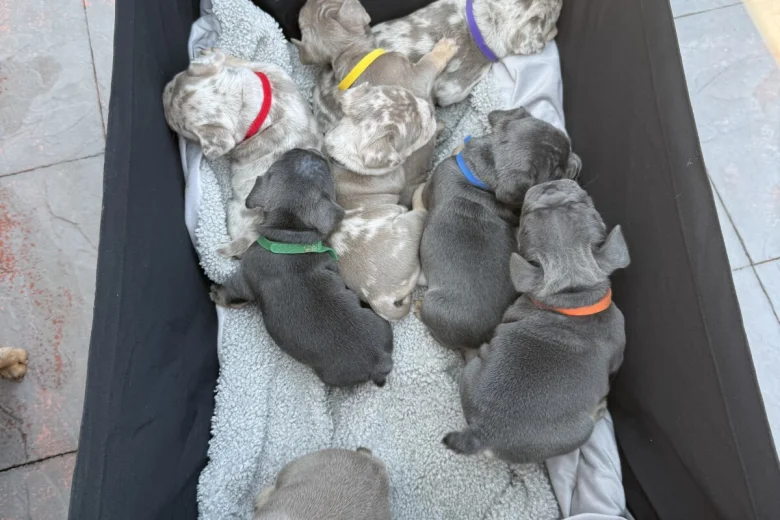 Mixed Breed